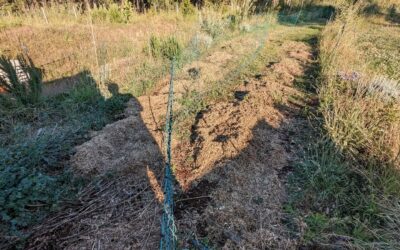 Grass clippings in place to mulch the freshly reseeded beginning of pasture strip 1.