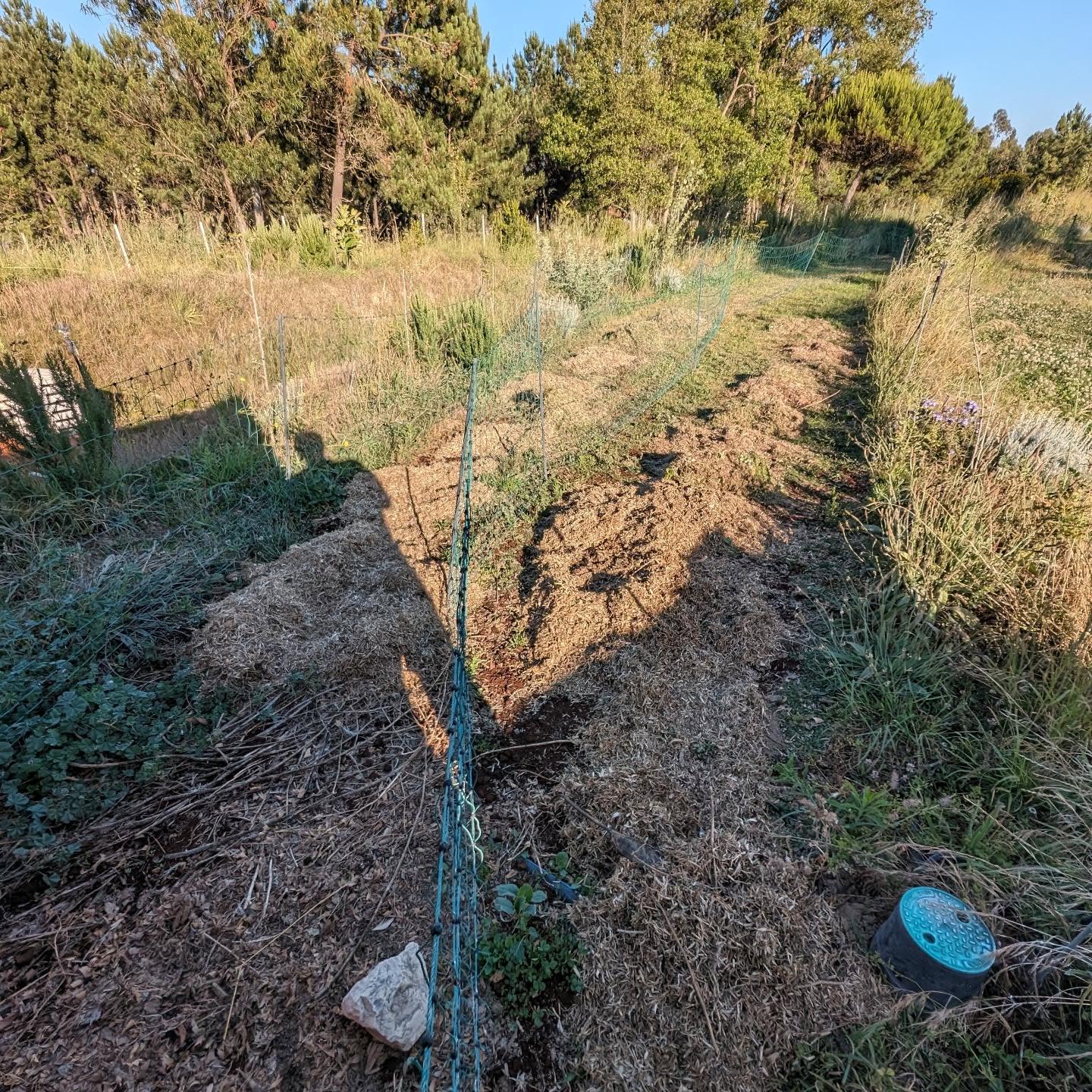 Grass clippings in place to mulch the freshly reseeded beginning of pasture strip 1.