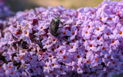 Unknown insect feasting on a buddleia flower.