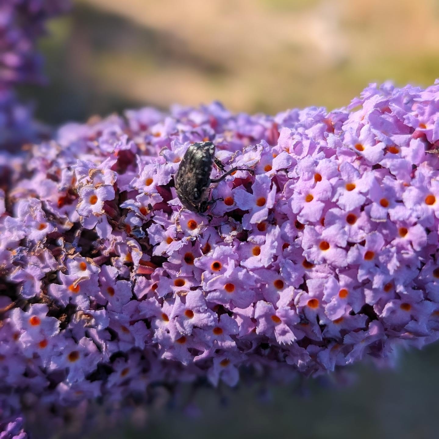 Unknown insect feasting on a buddleia flower.