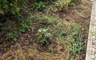 Weeding the guest gardens in zone 1.