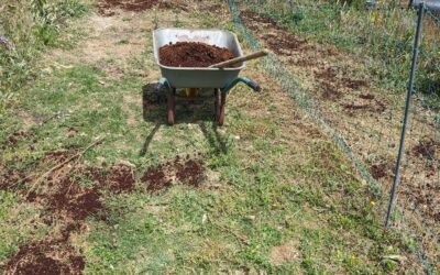 Spreading coffee grounds and grass/clover seed mix on pasture strip 1.