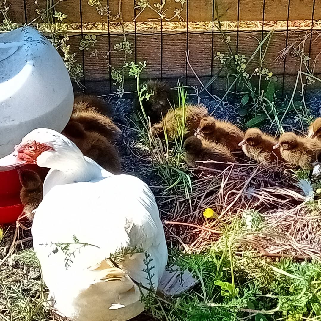 Ducklings and duck are doing great, now exploring their exclusive nursery forage strip. Life is good for these ducks.
