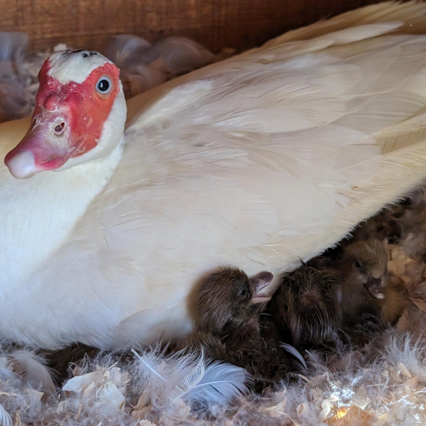 The egg switcheroo worked! A bunch of Khaki Campbell ducklings are hatching under this Muscovy mama.