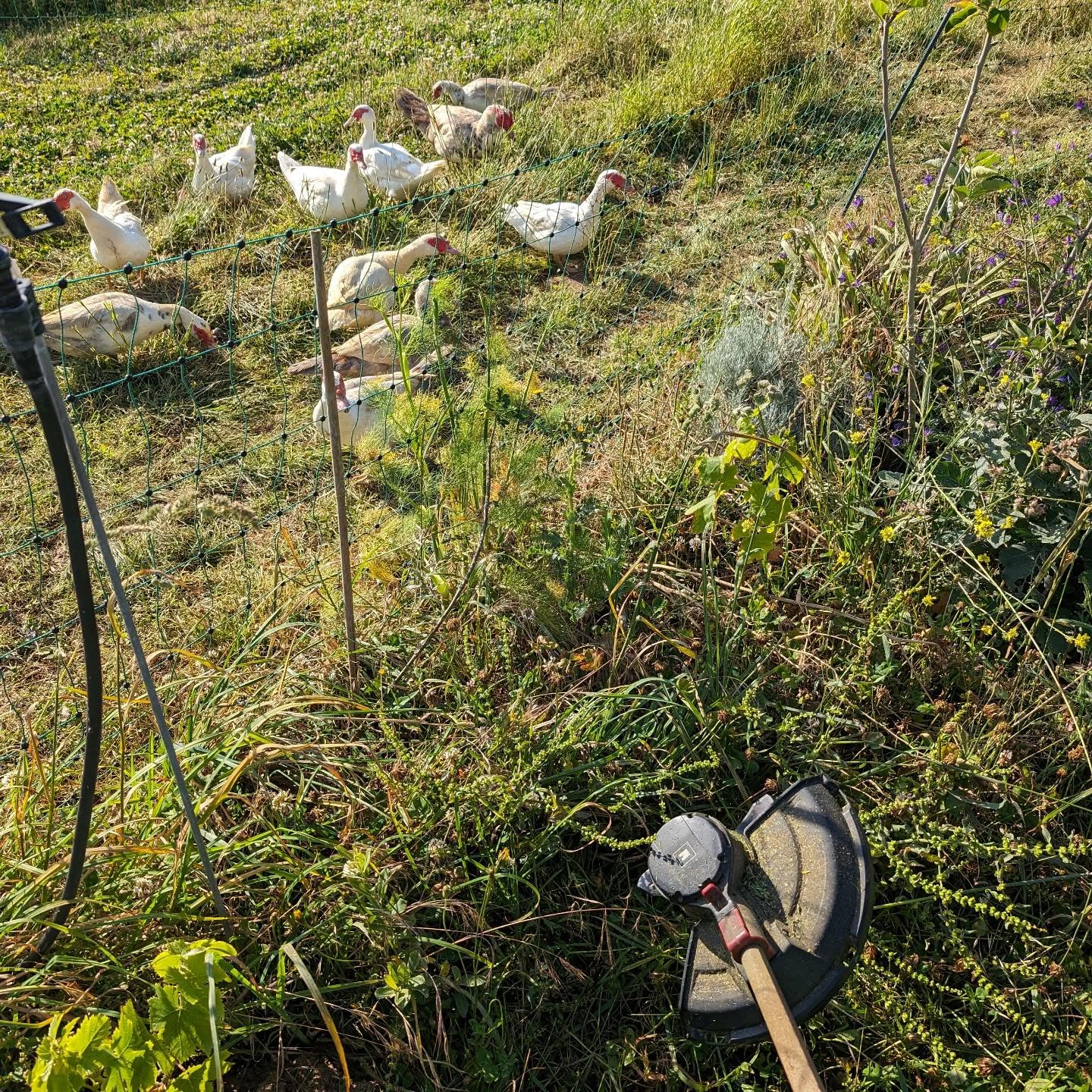 Mowing in preparation for pasture strip rotation.