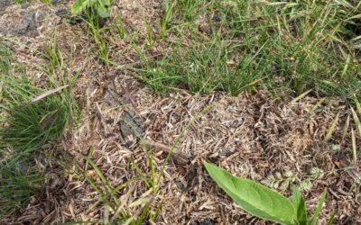 #weeding the #comfreypatch