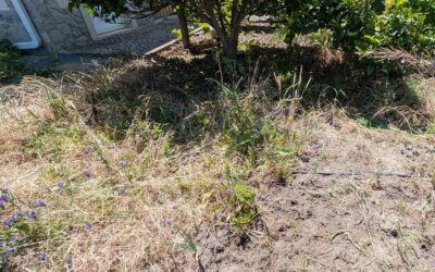 Weeding this area in zone 1 around the BBQ and pump building.