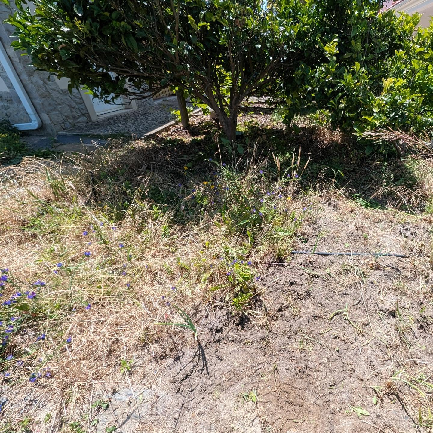 Weeding this area in zone 1 around the BBQ and pump building.
