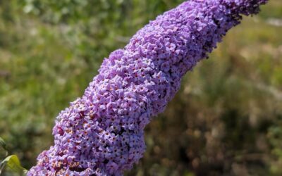 The buddleias are starting to bloom.