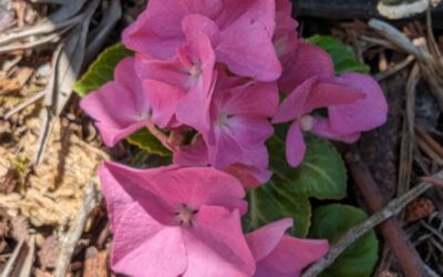 Amongst the many different kinds of clipping in the biomass pile there are also hydrangeas.