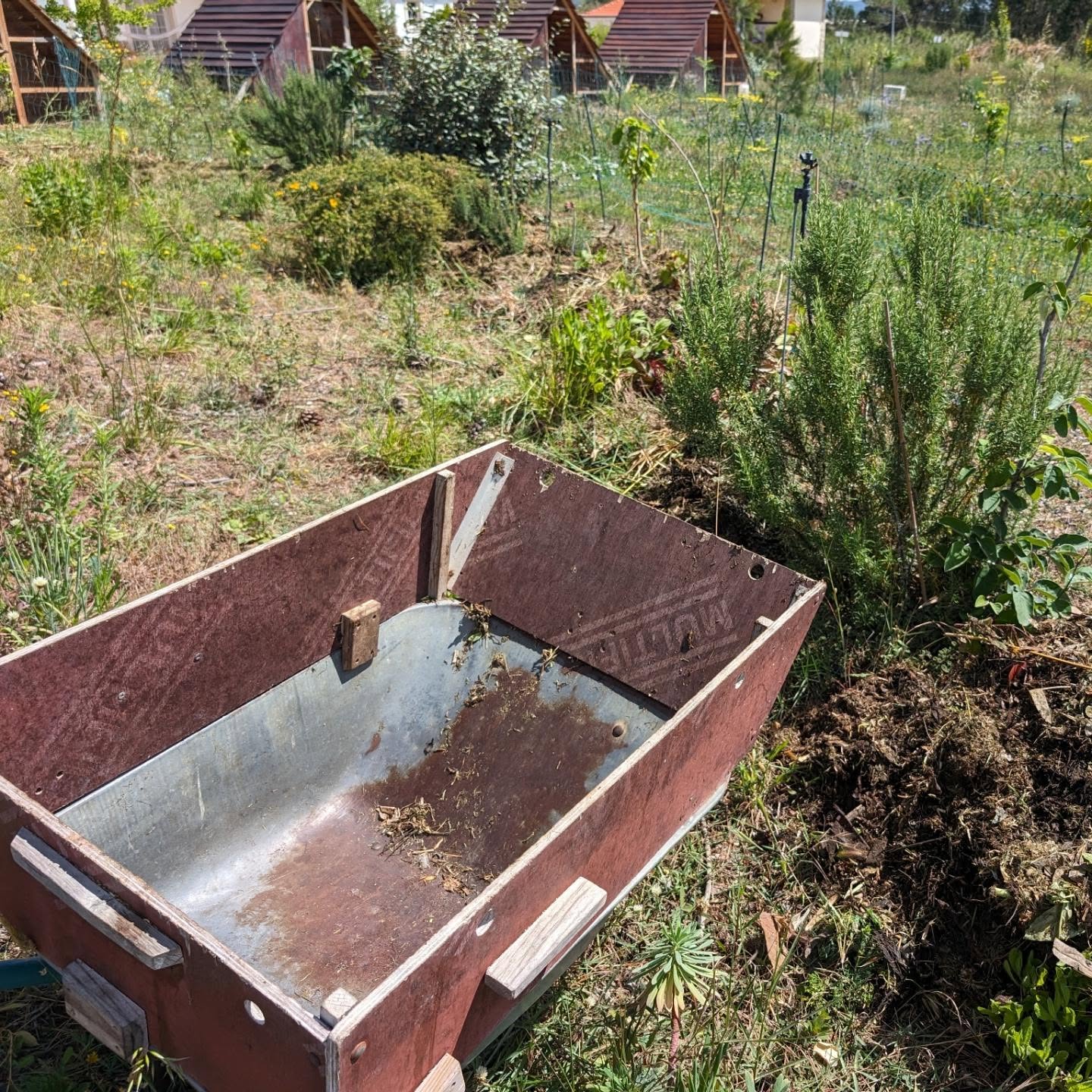 Mulching tree lines in zone 2. This area tends to get very dry in the summer, let’s see if the thick layer of biomass will make a difference.