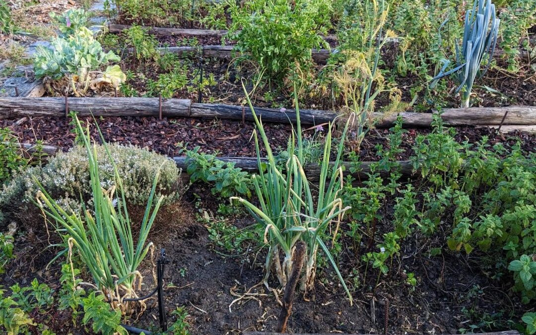 Veggie garden after being (partially) weeded and watered.