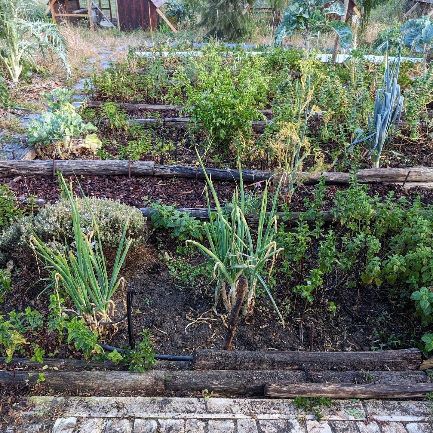 Veggie garden after being (partially) weeded and watered.