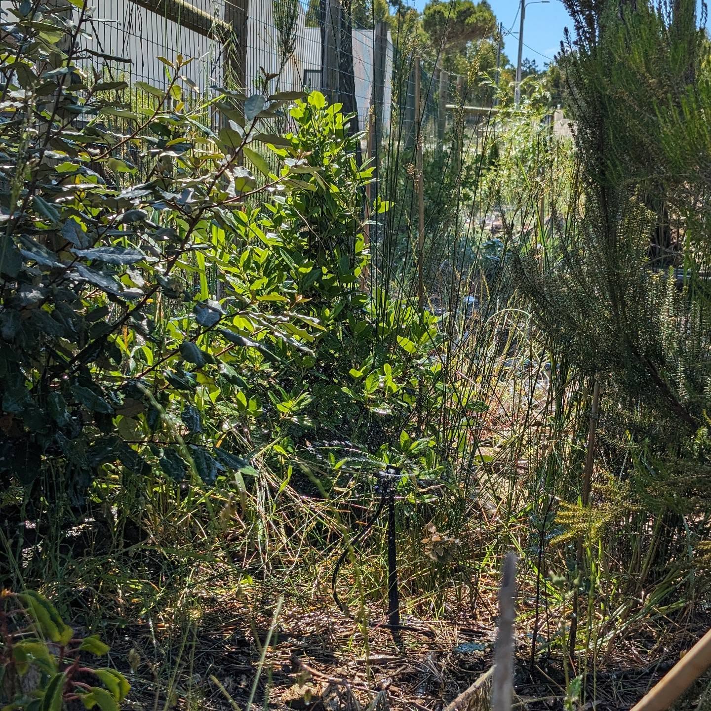 Inspected, cleaned, and repaired all micro sprinkler irrigation lines. Things are getting dry!