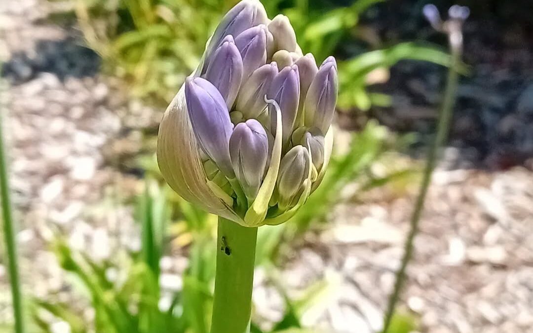 I really dont like these flowers. They don’t seem to belong here.
