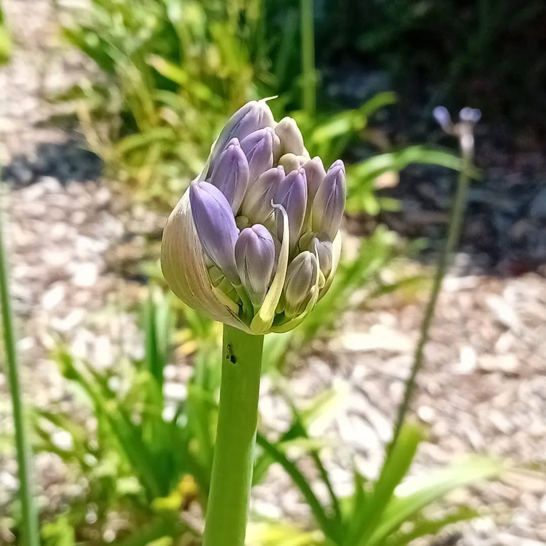 I really dont like these flowers. They don’t seem to belong here.