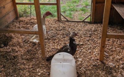 Duck harvest day: 2 Muscovy drakes, 1 Muscovy females, and the remaining Khaki Campbell drake.