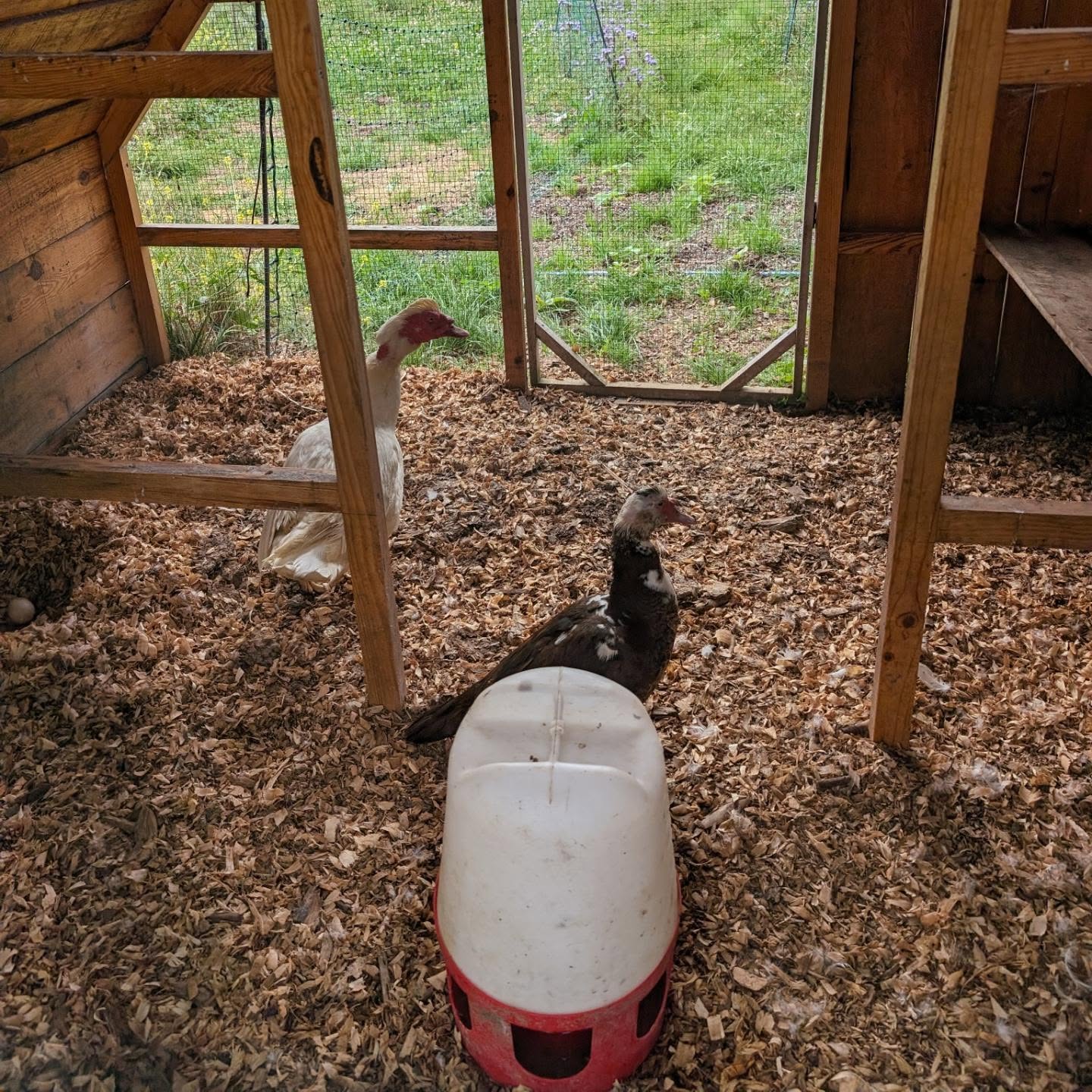 Duck harvest day: 2 Muscovy drakes, 1 Muscovy females, and the remaining Khaki Campbell drake.