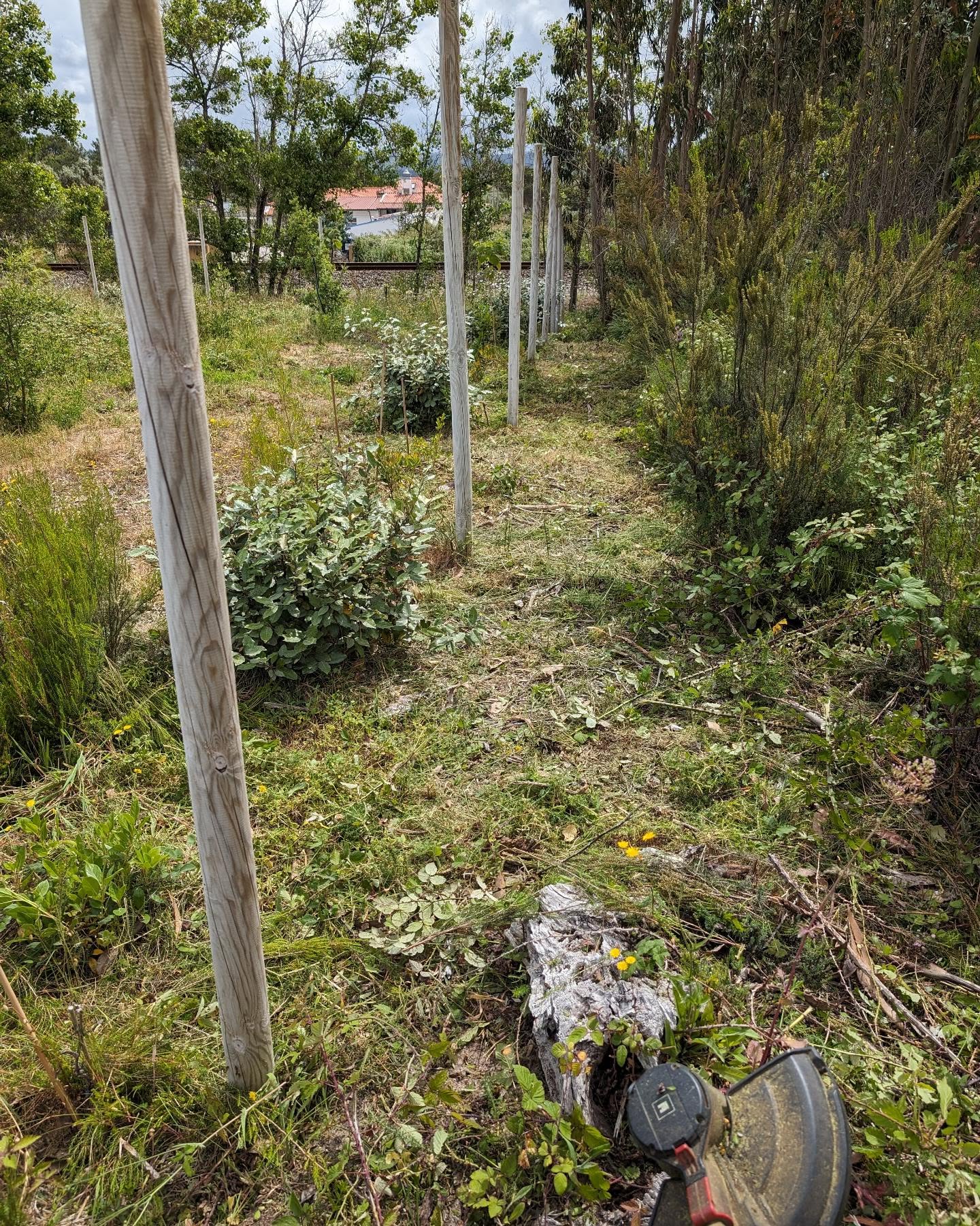 Cleaning on the south fence.