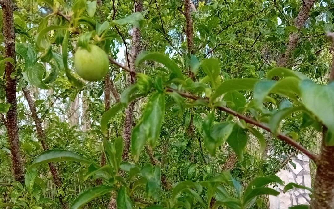 These are some of the oldest fruit trees in our garden, they were here before we moved in, and initially they resented the fact we didn’t give them any treatments.