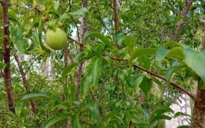 These are some of the oldest fruit trees in our garden, they were here before we moved in, and initially they resented the fact we didn’t give them any treatments.