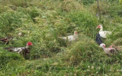 Pasture strip rotation day for the adult ducks and geese.