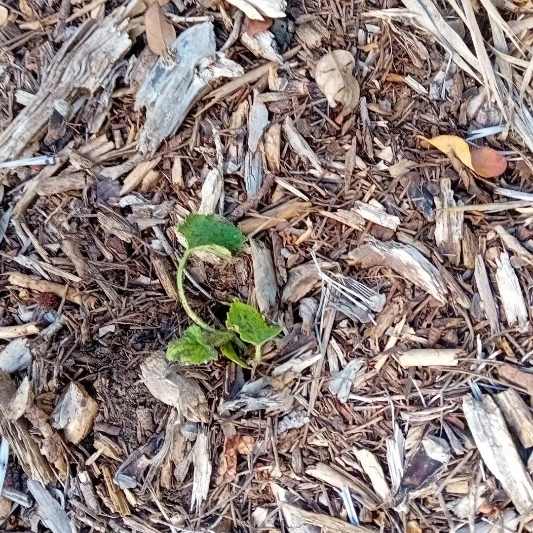 Watermelons, melons, cucumbers, pumpkins, squash, tomatoes, peppers, sweet potatoes…