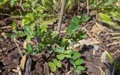 Siberian fighter: this Siberian pea shrub got accidentally cut close to the ground last year.