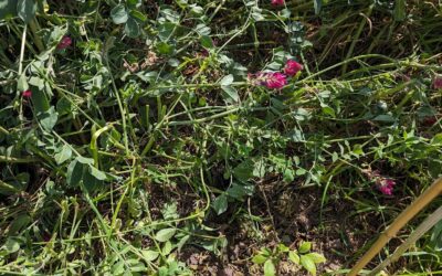 Cutting back small amounts of vegetation around the plants in the berry patch.