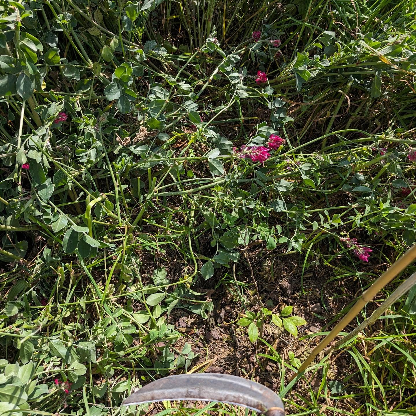 Cutting back small amounts of vegetation around the plants in the berry patch.