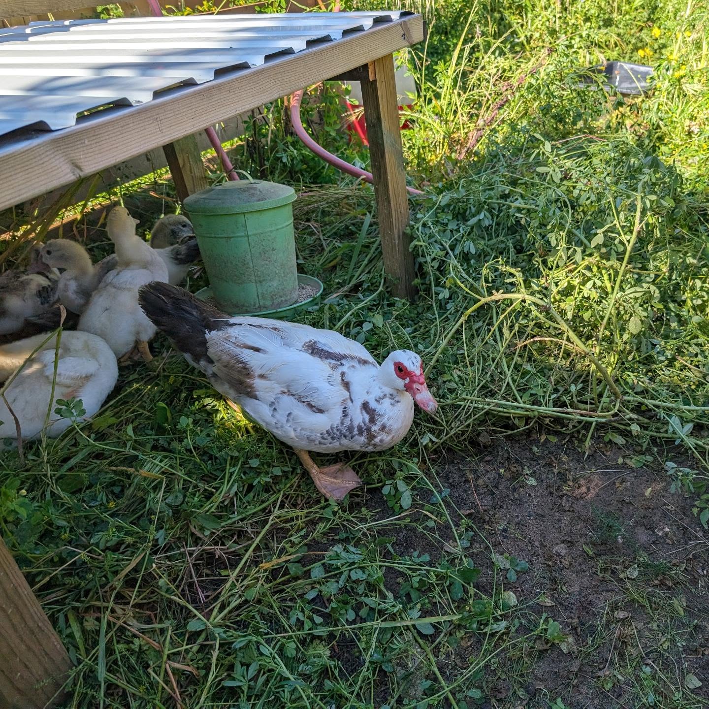 The ducklings and their mommy got a fresh nursery strip today. They grow up (and trash vegetation 😅) so fast!