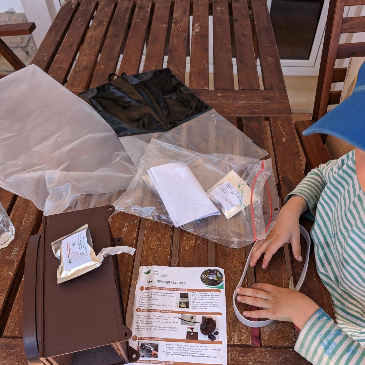 Setting up pheromone traps for processionary caterpillar moths.