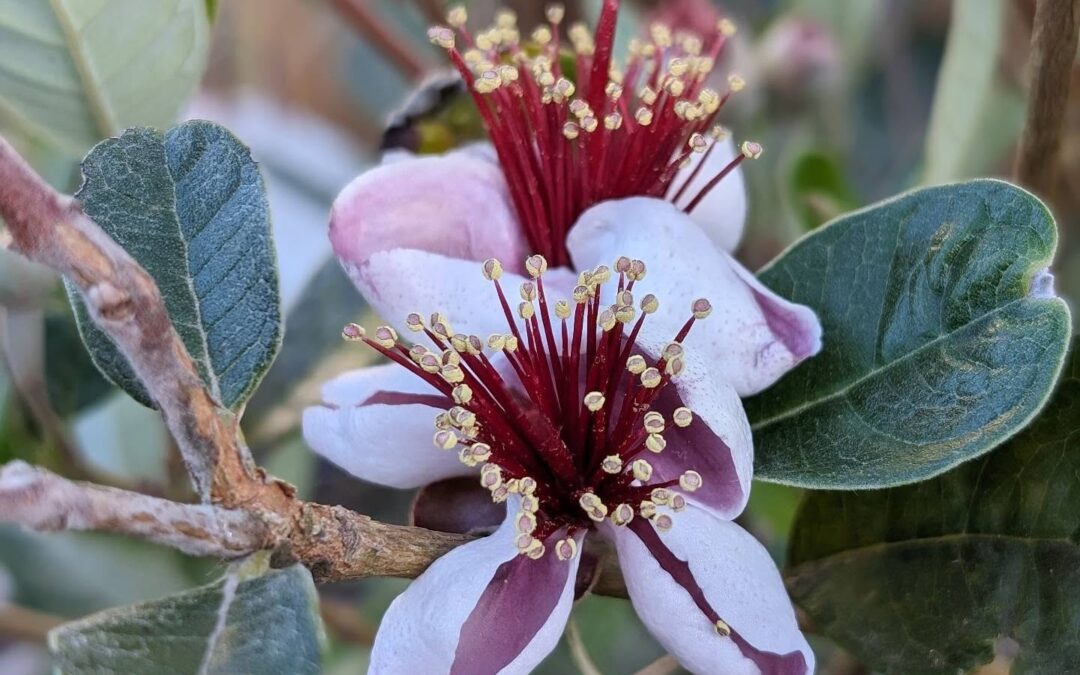 Flowering feijoa.