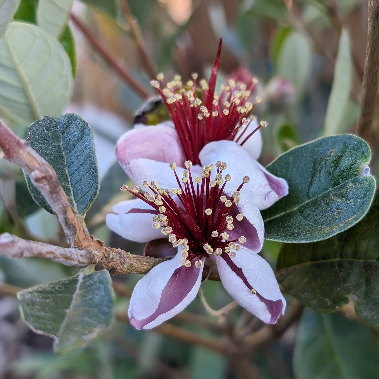 Flowering feijoa.