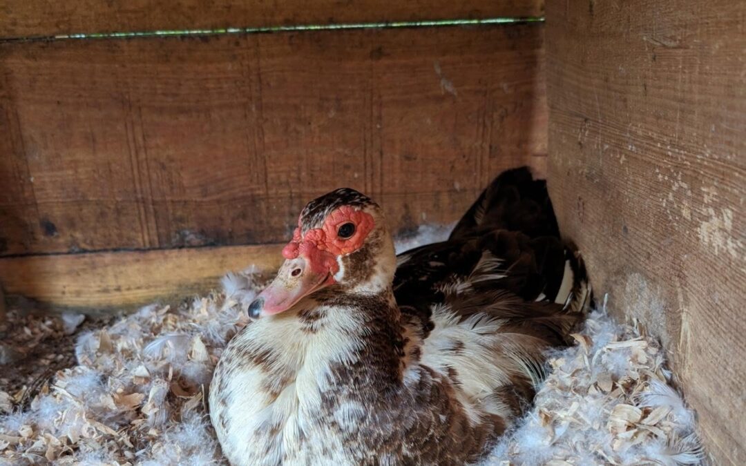 Two new future Muscovy mamas at work.