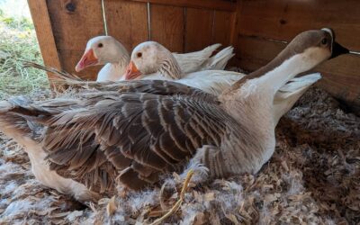 Despite their best efforts, still no goslings 😕