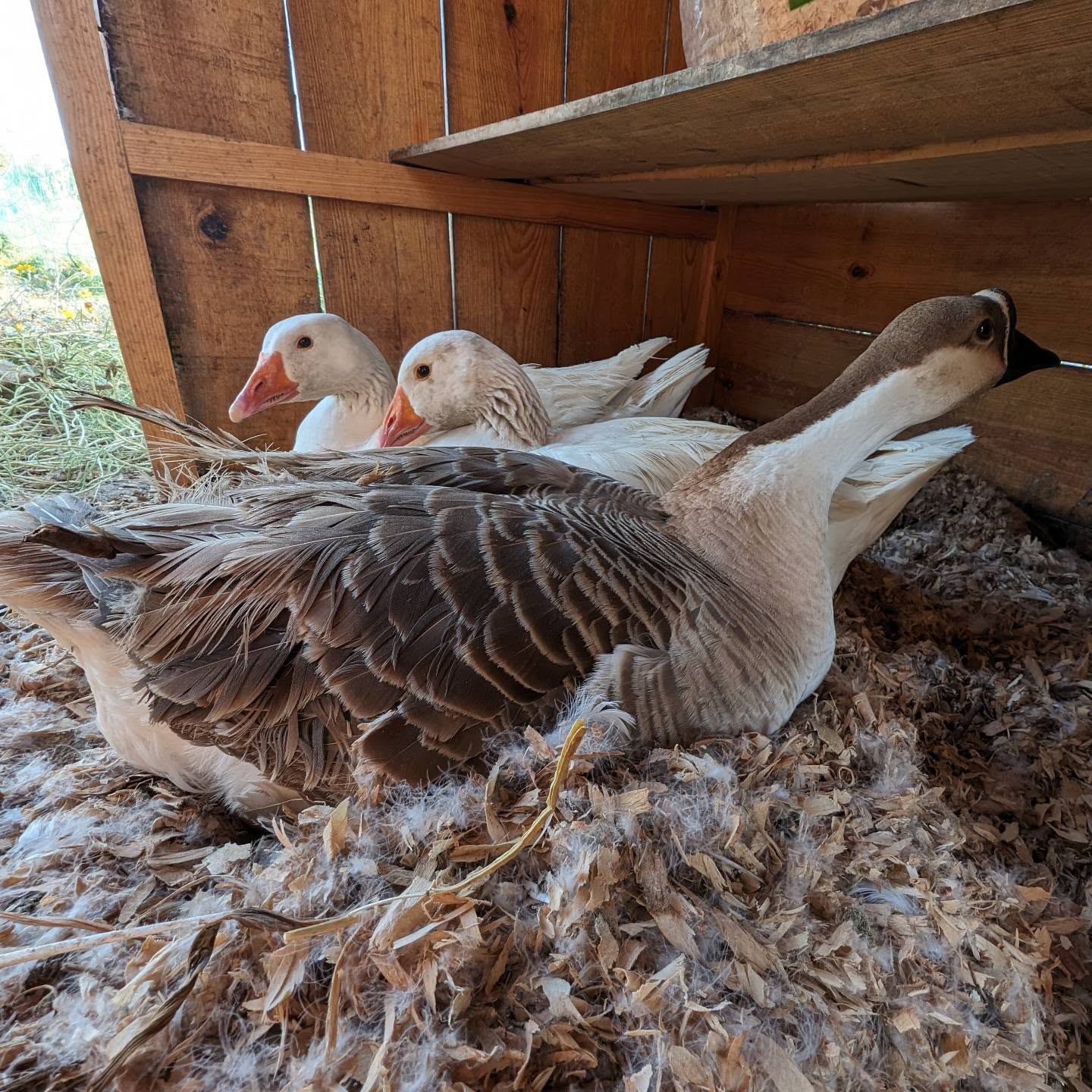 Despite their best efforts, still no goslings 😕