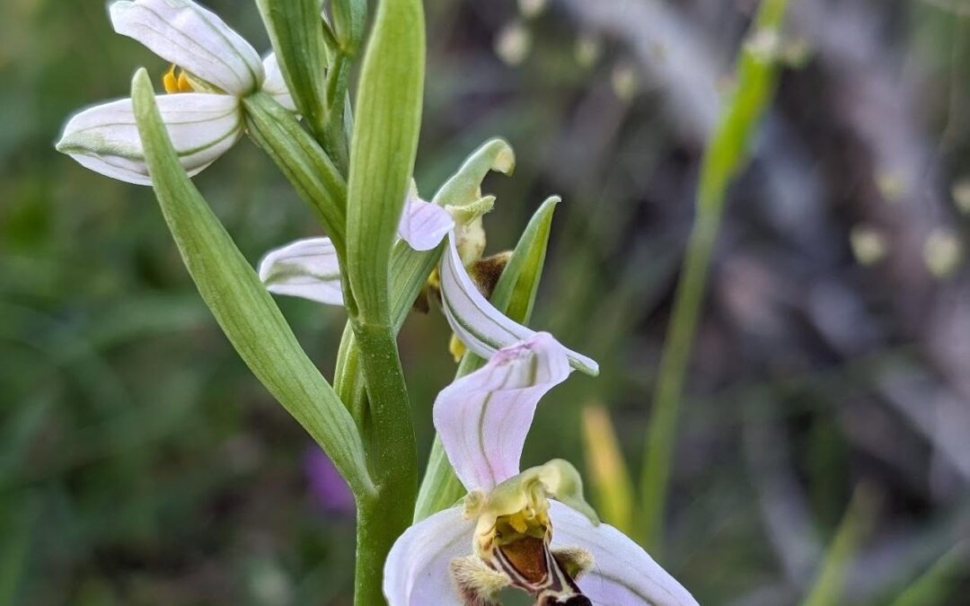 Wild bee-looking orchid.