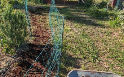 Spreading grass seed & coffee grounds mix on bare soil at the beginning of grazing strip nr 4.