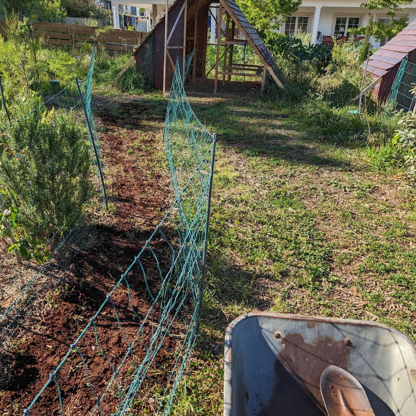 Spreading grass seed & coffee grounds mix on bare soil at the beginning of grazing strip nr 4.