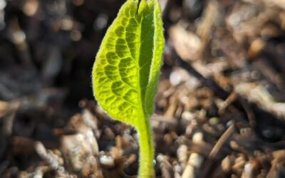 It’s alive! The first plant to emerge in the comfrey patch.