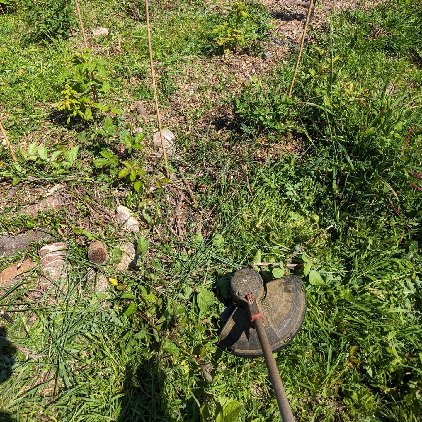 Cleaning the new berry patch and some of the access routes around it.