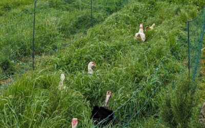 Moved the ducks to a new strip and mowed the one previously in use.