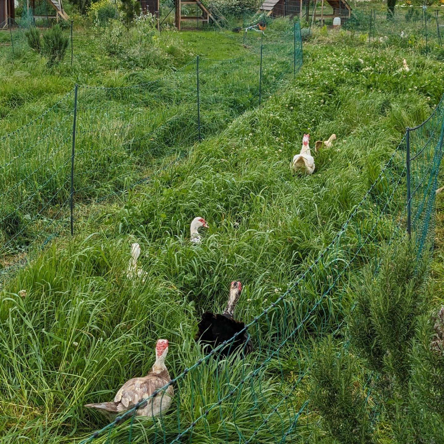 Moved the ducks to a new strip and mowed the one previously in use.