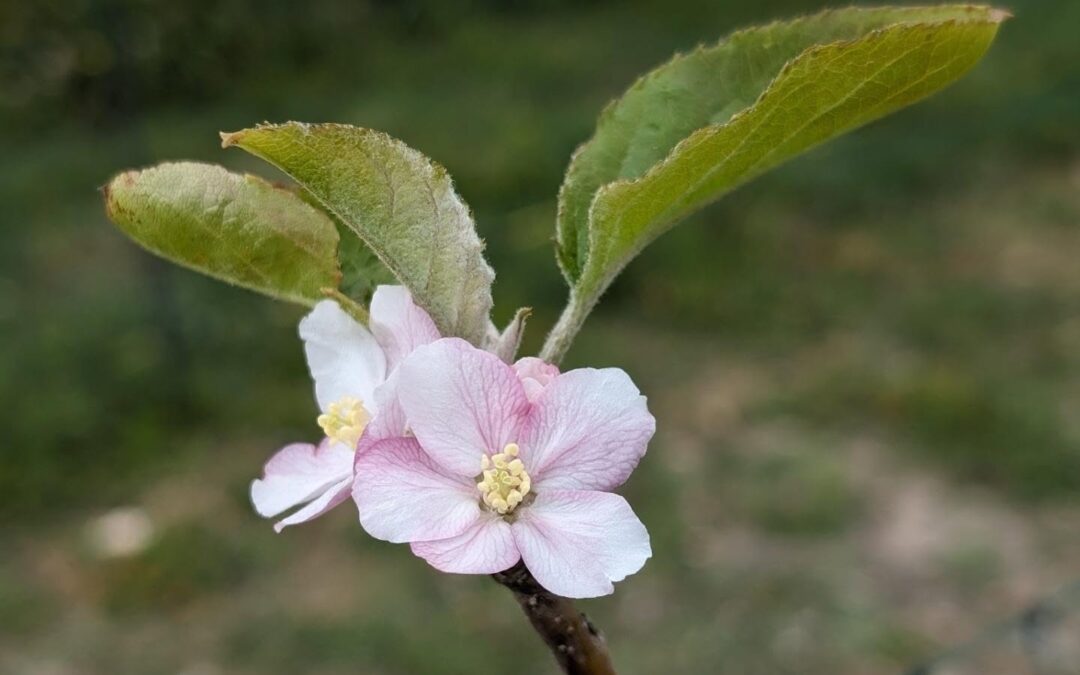 Fashionably late, the apple trees are starting to flower.