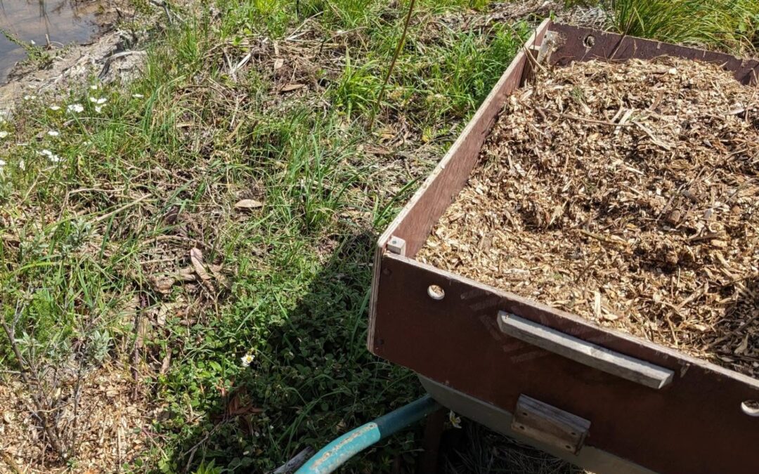 Catching up with mulching for the recently planted trees.