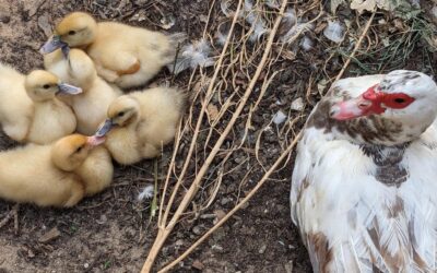 Mama duck & ducklings. They grow fast!