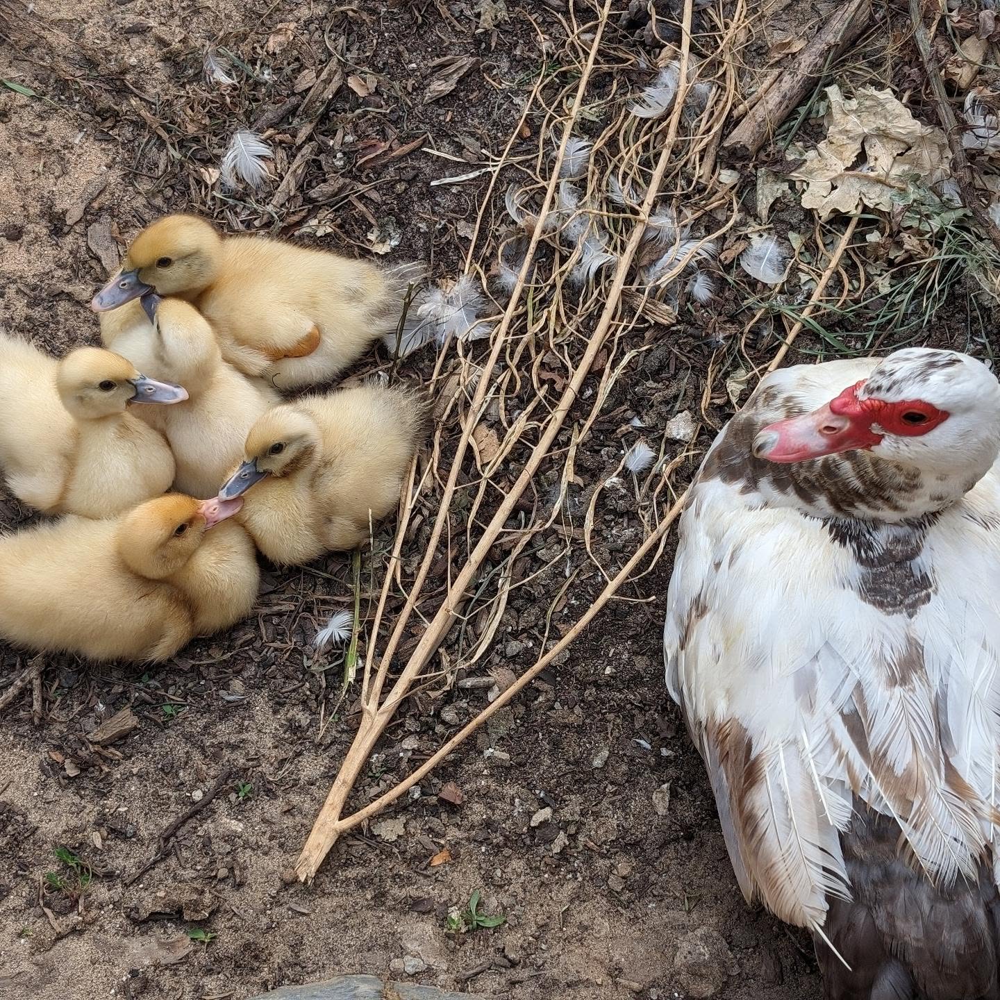 Mama duck & ducklings. They grow fast!