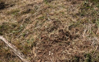 Sowed a small patch with zucchini (Costata Romanesco variety).