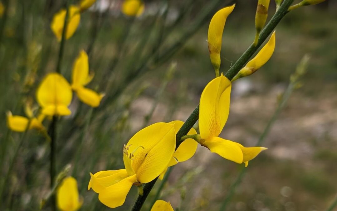 Flowering Spanish broom (Spartium junceum, giesta comum).